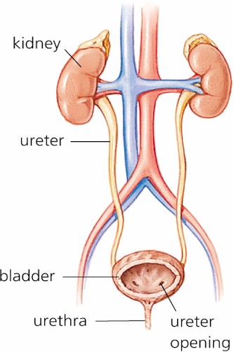 excretory system in humans. 2010 Excretory System