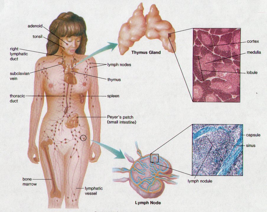 lymph node body